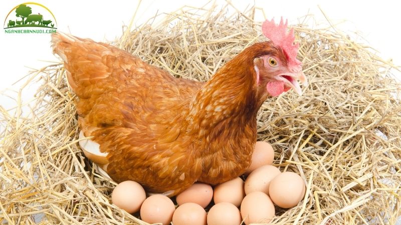 Kỹ thuật và mô hình nuôi giống gà siêu trứng thả vườn hiệu quả kinh tế cao 6 giống gà siêu trứng thả vườn