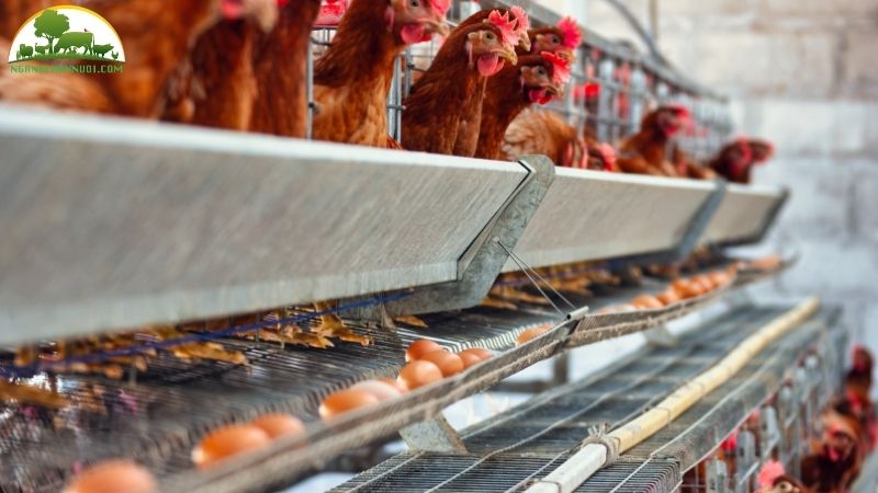 Giống gà siêu trứng: đặc điểm, kỹ thuật nuôi và giá trị kinh tế 5 Giống gà siêu trứng