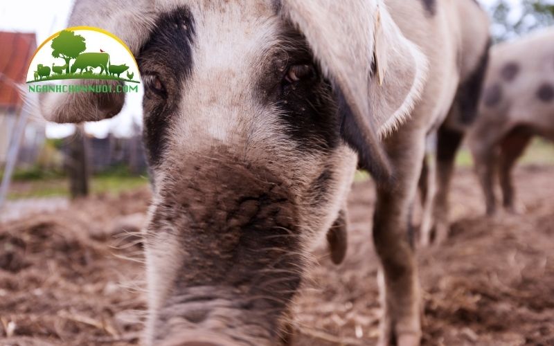 Nguồn gốc, đặc điểm và giá trị kinh tế của giống lợn landrace 4 giống lợn landrace