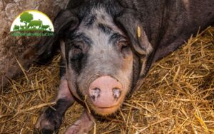 giống lợn landrace