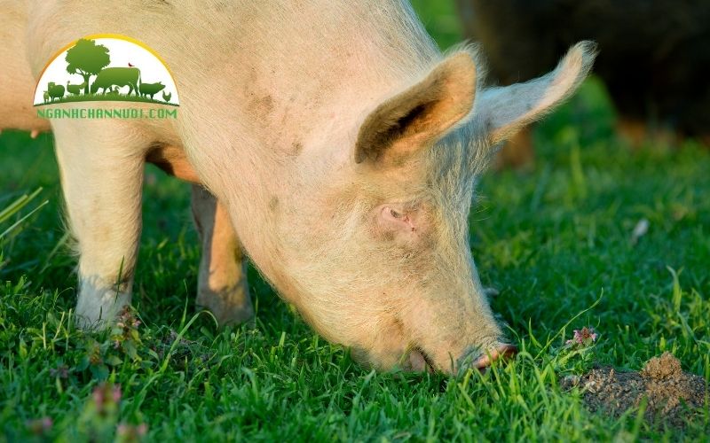 Nguồn gốc và đặc điểm của giống lợn yorkshire 4 giống lợn yorkshire