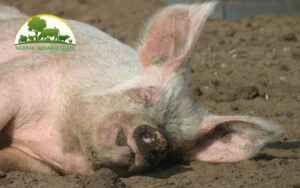 giống lợn yorkshire