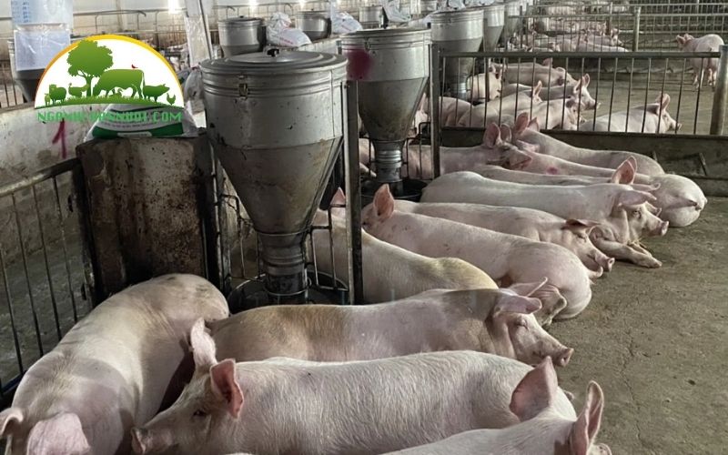 Lợn ăn chuối có tốt không? Review heo ăn chuối của bầu Đức 4 heo ăn chuối của bầu đức