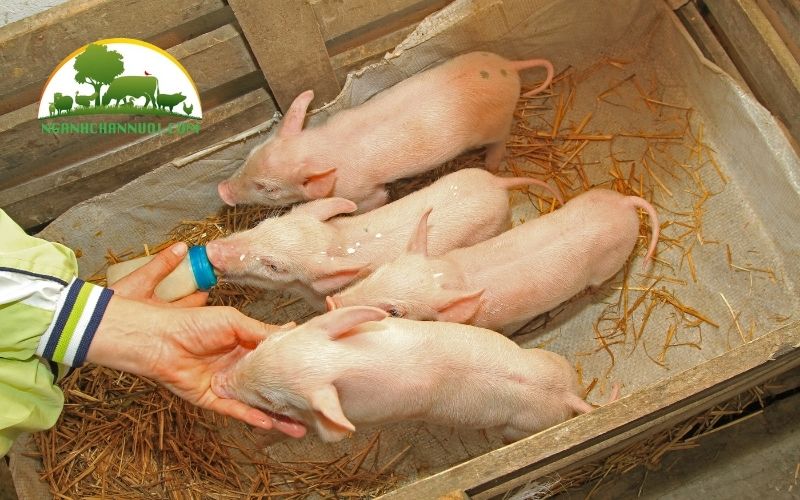 Hướng dẫn cách cho heo con tập ăn sớm 5 heo con tập ăn