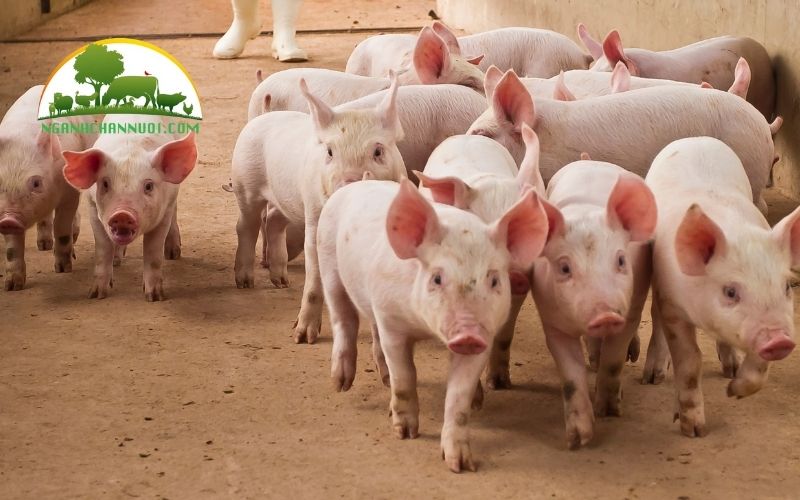 Hướng dẫn kỹ thuật nuôi heo thịt nhanh lớn, hiệu quả kinh tế cao 4 kỹ thuật nuôi heo thịt