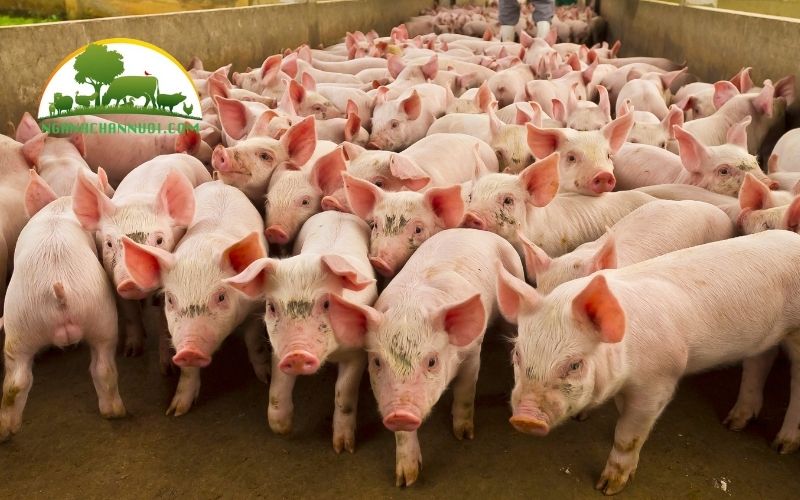 Hướng dẫn kỹ thuật nuôi heo thịt nhanh lớn, hiệu quả kinh tế cao 6 kỹ thuật nuôi heo thịt