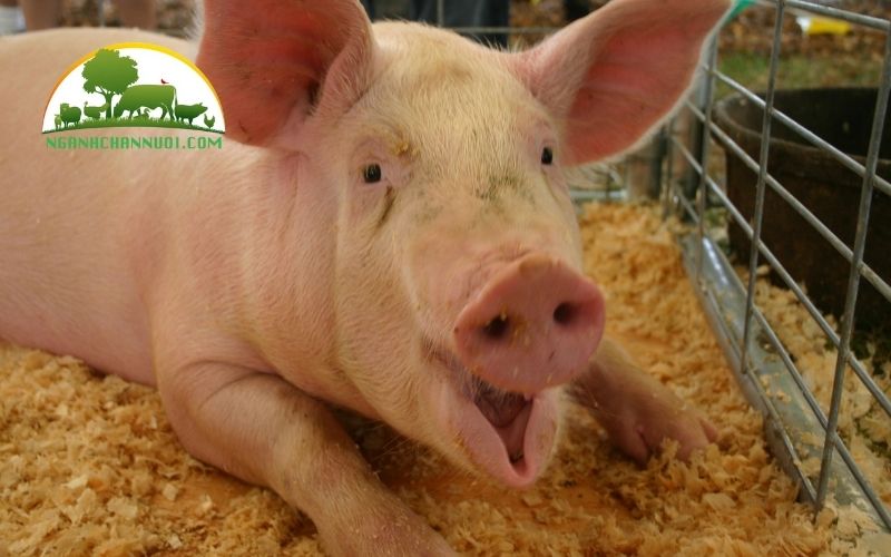 Kỹ thuật nuôi lợn móng cái sinh sản và thương phẩm 6 kỹ thuật nuôi lợn móng cái