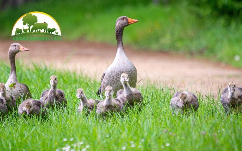 Vịt bơ có bao nhiêu loại? Kỹ thuật nuôi vịt bơ hiệu quả 5 kỹ thuật nuôi vịt bơ