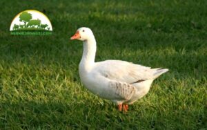 kỹ thuật nuôi vịt bơ