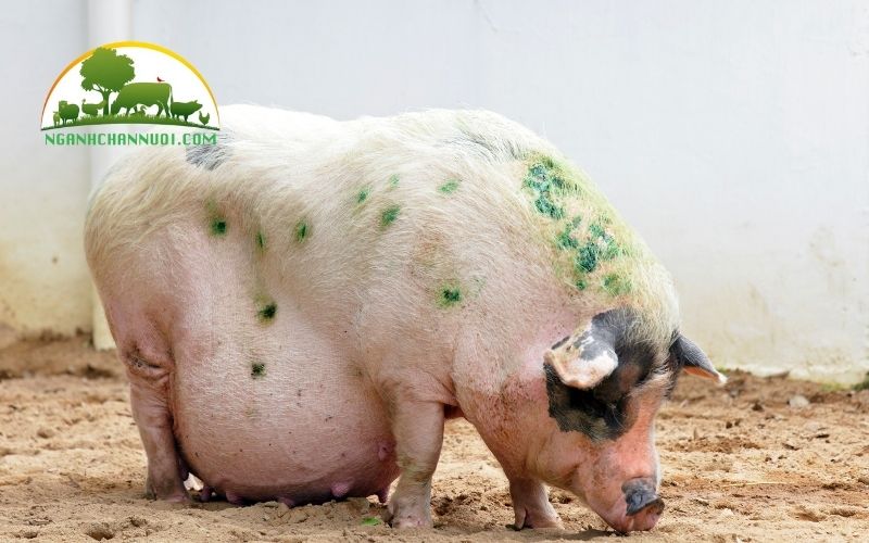 Kỹ thuật phối giống cho heo nái đúng chuẩn và hiệu quả 5 kỹ thuật phối giống cho heo nái