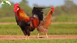 lịch tiêm vacxin cho gà