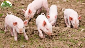 lợn con bị táo bón