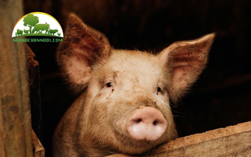 So sánh lợn lai landrace và yorkshire: loại nào nuôi hiệu quả hơn? 4 lợn lai landrace và yorkshire