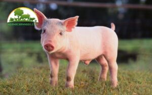 lợn lai landrace và yorkshire