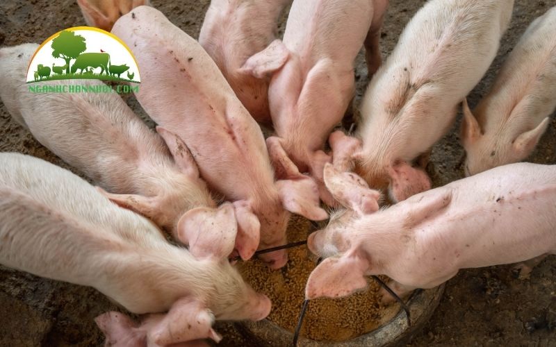So sánh đặc điểm của lợn landrace lai với lợn móng cái 4 lợn landrace lai với lợn móng cái
