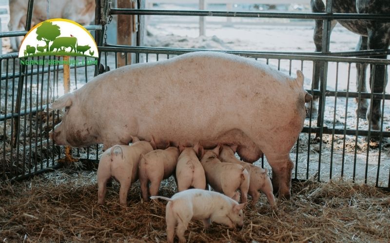 So sánh đặc điểm của lợn landrace lai với lợn móng cái 5 lợn landrace lai với lợn móng cái