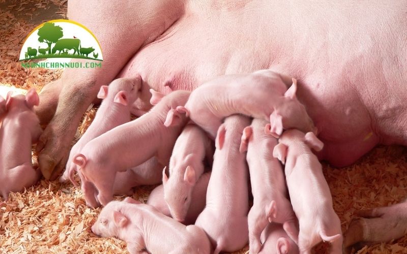 So sánh đặc điểm của lợn landrace lai với lợn móng cái 6 lợn landrace lai với lợn móng cái