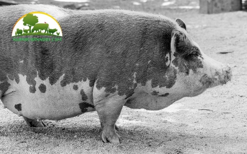 Nguồn gốc, năng suất, ưu và nhược điểm của lợn móng cái 4 lợn móng cái