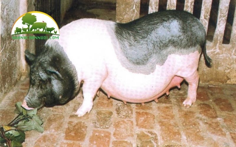 Lợn móng cái giống thuần chủng mua ở đâu? Giá bao nhiêu? 4 lợn móng cái giống