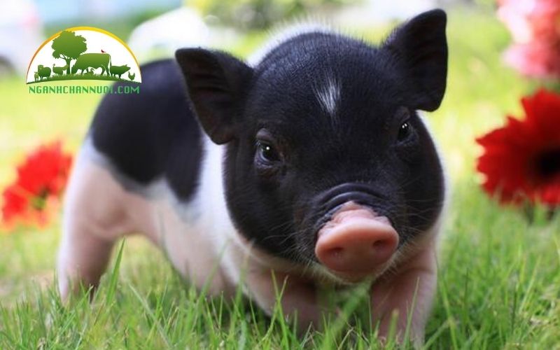 Lợn móng cái giống thuần chủng mua ở đâu? Giá bao nhiêu? 5 lợn móng cái giống