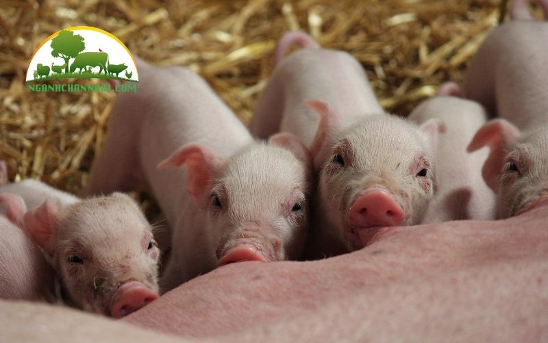 Lợn móng cái giống thuần chủng mua ở đâu? Giá bao nhiêu? 6 lợn móng cái giống