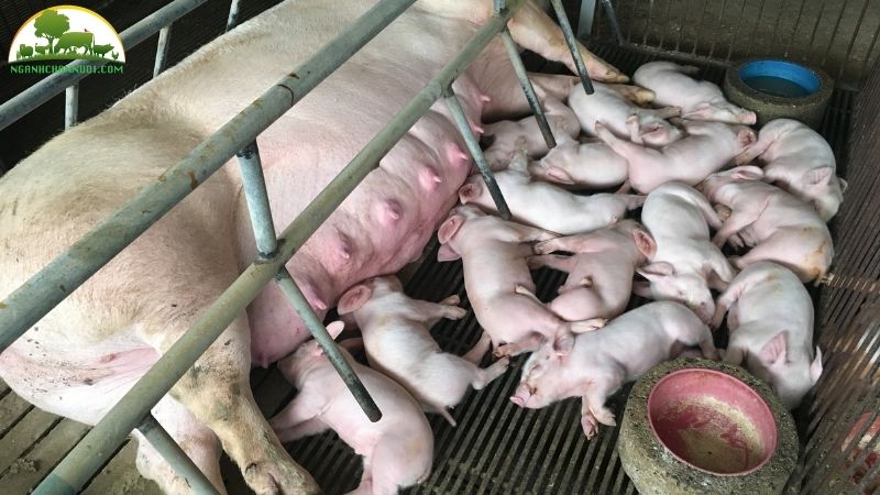 Cách chữa lợn nái bị táo bón sau sinh hiệu quả 5 lợn nái bị táo bón