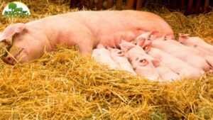 lợn nái bị táo bón