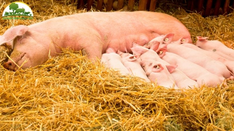 Cách chữa lợn nái bị táo bón sau sinh hiệu quả 6 lợn nái bị táo bón