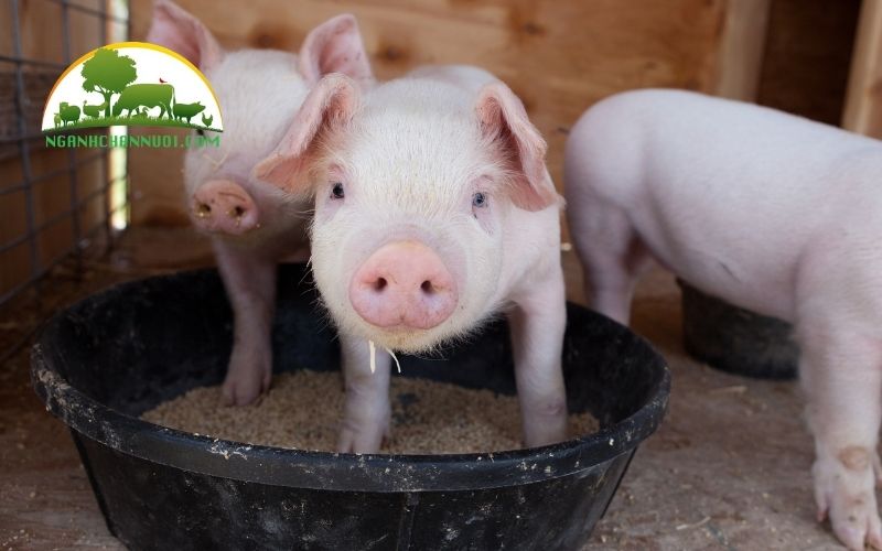 Lượng thức ăn cho heo con tập ăn bao nhiêu là hợp lý? 4 lượng thức ăn cho heo con tập ăn