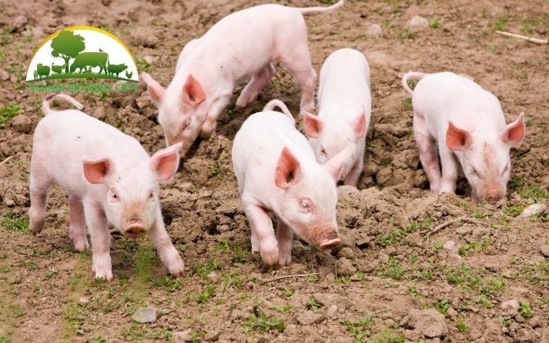Lượng thức ăn cho heo con tập ăn bao nhiêu là hợp lý? 5 lượng thức ăn cho heo con tập ăn