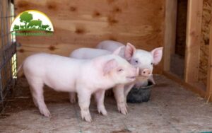 lượng thức ăn cho heo con tập ăn