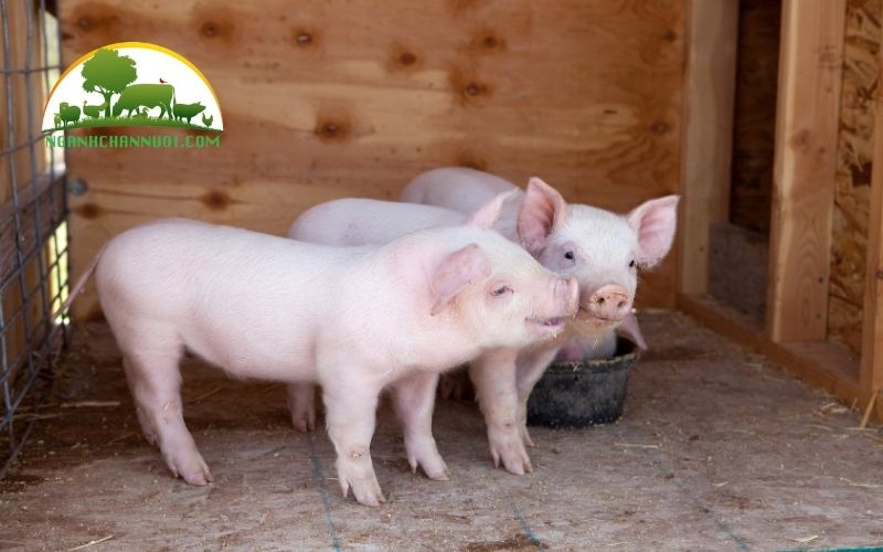 Lượng thức ăn cho heo con tập ăn bao nhiêu là hợp lý? 6 lượng thức ăn cho heo con tập ăn