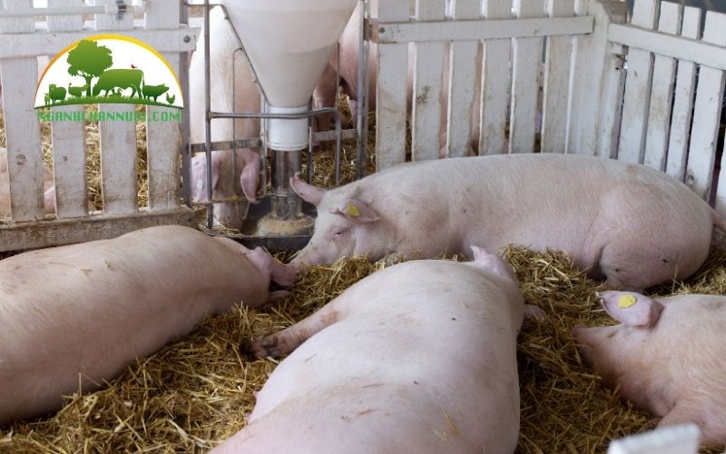 3+ mẫu máng ăn tự động cho heo bền và tốt nhất hiện nay 4 máng ăn tự động cho heo