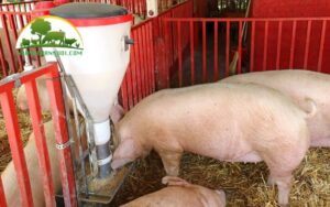 máng ăn tự động cho heo