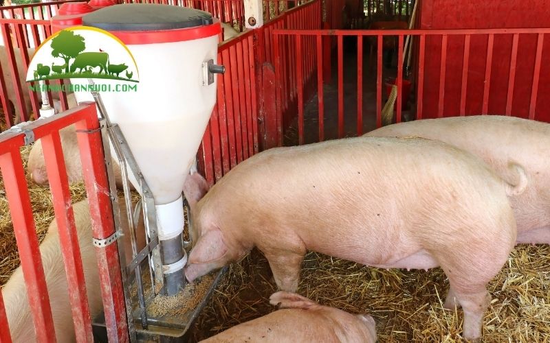 3+ mẫu máng ăn tự động cho heo bền và tốt nhất hiện nay 6 máng ăn tự động cho heo