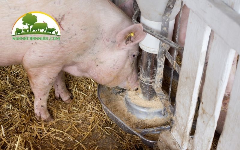 TOP 5 các loại máng cho heo ăn và giá bán 4 máng cho heo ăn