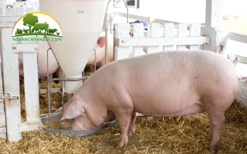 TOP 5 các loại máng cho heo ăn và giá bán 5 máng cho heo ăn