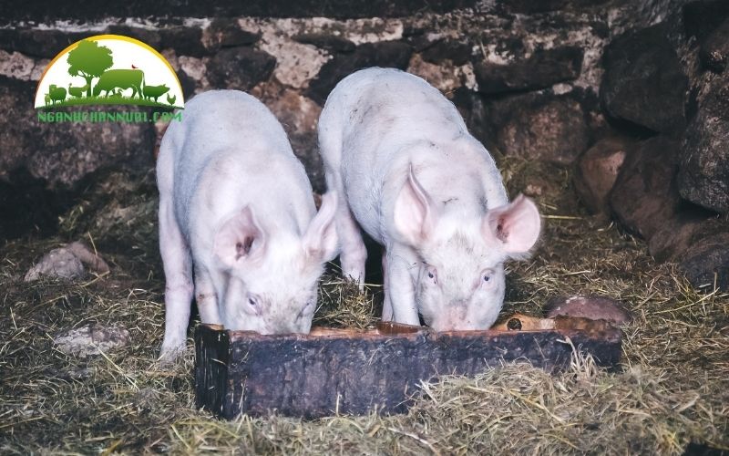 TOP 3 loại máng tập ăn cho heo con chất lượng, giá tốt nhất 2025 4 máng tập ăn cho heo con