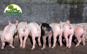 máng tập ăn cho heo con