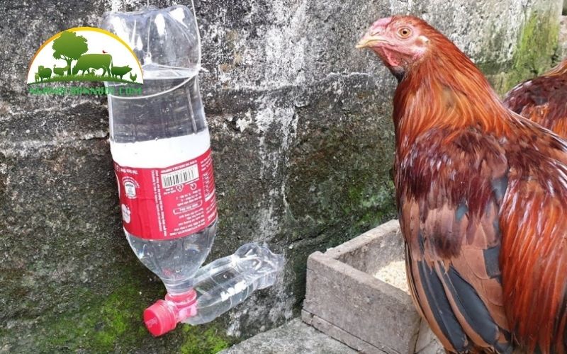 Hướng dẫn cách làm máng uống nước cho gà tự chế 5 máng uống nước cho gà tự chế