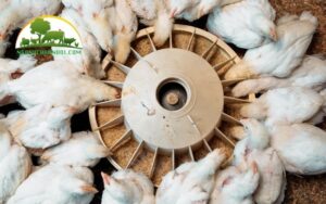 máng uống nước cho gà tự chế