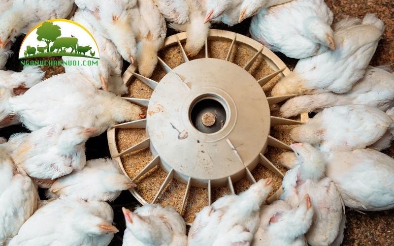 Hướng dẫn cách làm máng uống nước cho gà tự chế 6 máng uống nước cho gà tự chế