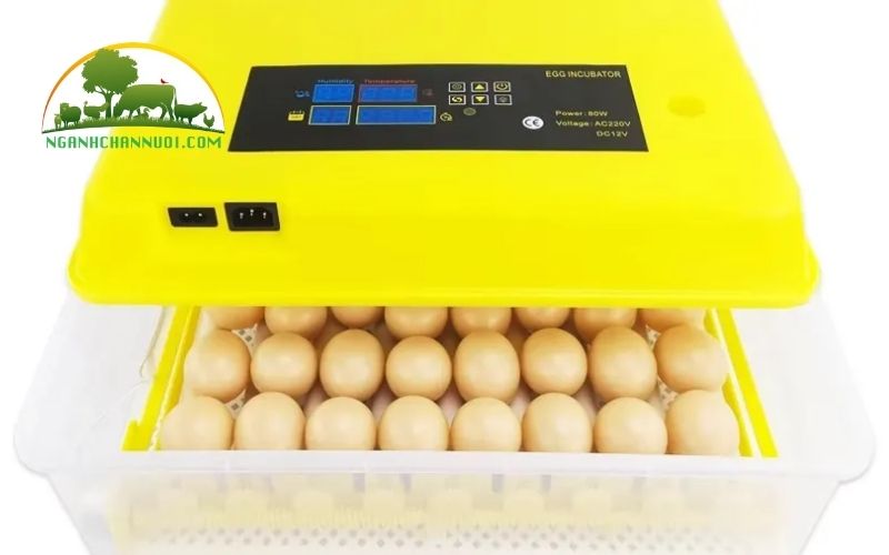 Máy ấp trứng 280k có tốt không? Mua ở đâu? 6 máy ấp trứng 280k