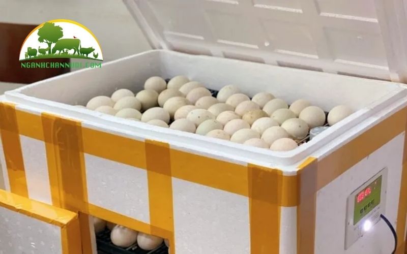 Máy ấp trứng 280k có tốt không? Mua ở đâu? 4 máy ấp trứng 280k