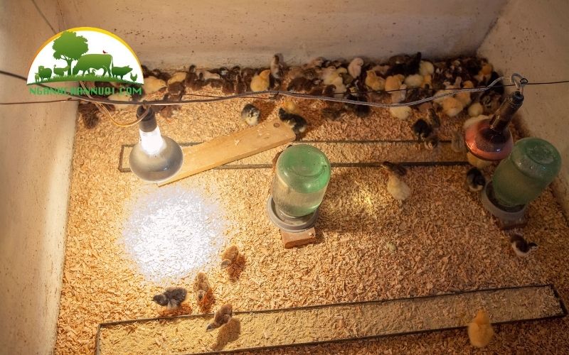 Máy ấp trứng 280k có tốt không? Mua ở đâu? 5 máy ấp trứng 280k
