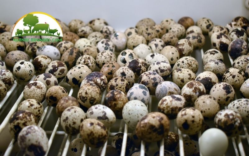 TOP 3 loại máy ấp trứng cút chất lượng, giá tốt nhất thị trường 6 máy ấp trứng cút
