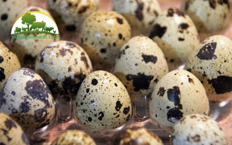 TOP 3 loại máy ấp trứng cút chất lượng, giá tốt nhất thị trường 4 máy ấp trứng cút