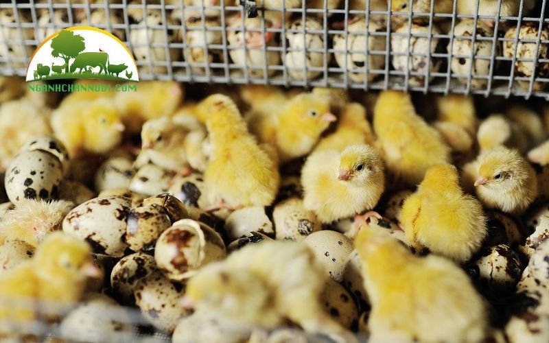 TOP 3 loại máy ấp trứng cút chất lượng, giá tốt nhất thị trường 5 máy ấp trứng cút