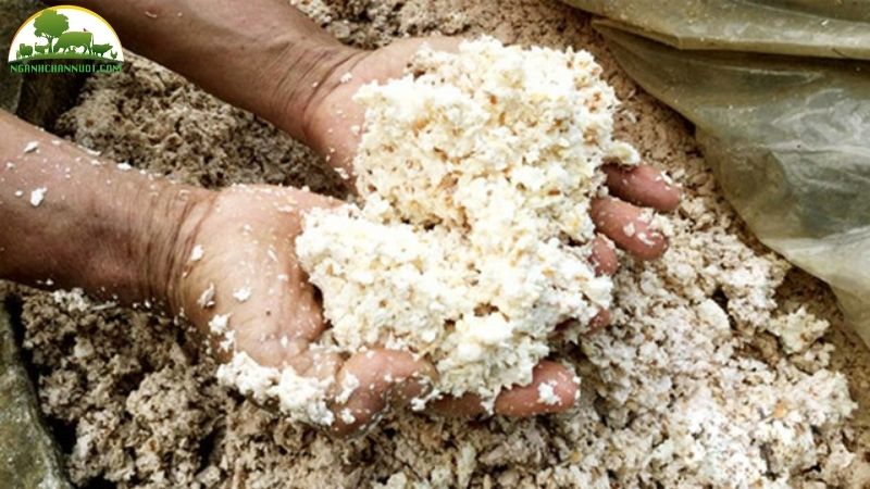 Hướng dẫn cách ủ bã đậu nành cho lợn ăn 4 ủ bã đậu nành cho lợn