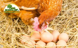 mô hình nuôi gà đẻ trứng hộ gia đình